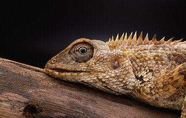 bearded dragon lizard