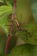 Vertical closeup on a Nursery web spider , Pisaura mirabelis sitting in vegetation