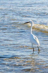 Great egret (ardea alba)  on the beach standing in water at sunset