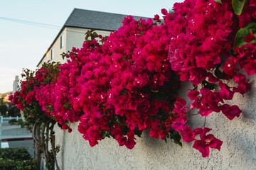 Bougainvillea vines cascade down a house wall. Colorful ornamental vines in full bloom at sunset