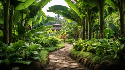 Papier Peint photo autocollant Bali Lush Banana Trees Adorn the Pathway in a Tropical Garden During the Summer