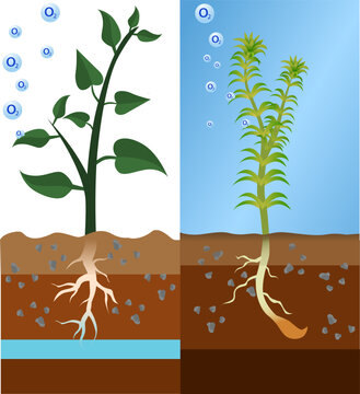 diagram of plants doing photosynthesis under the sunlight vector illustration, hydrilla verticillata photosynthesizes in the water