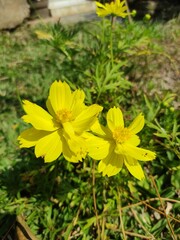 yellow flowers in the garden