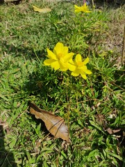 leaf on the grass