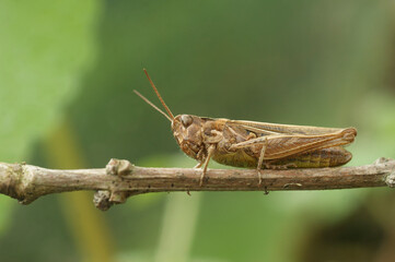Closeup on the brown colored bow-winged, grasshopper, Chorthippus biguttulus