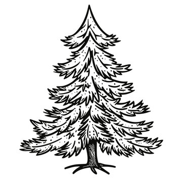 Christmas Tree outline vector illustration, Christmas Day, Christmas Eve