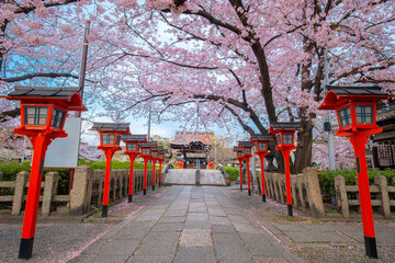 Naklejka premium Kyoto, Japan - March 31 2023: Rokusonno shrine built in 963, enshrines MInamota no Tsunemoto the 6th grandson of Emperor Seiwa. It's one of the best cherryblossom viewing spots in Kyoto