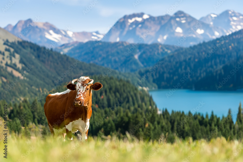 Canvas Prints Brown cow on pasture in mountains. Mountain and lake background