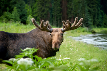 Naklejka na ściany i meble Majestic portrait moose with big horns in summer forest