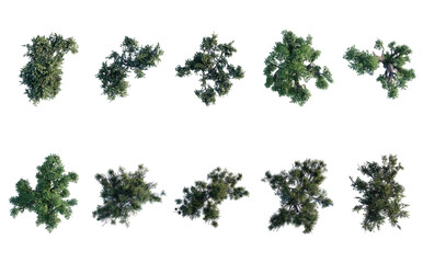 tree top view plant landscape architecture nature garden aerial render. trees branch isolate collection illustration environment green botany urban bush park. tree architecture conifer decorative. - obrazy, fototapety, plakaty