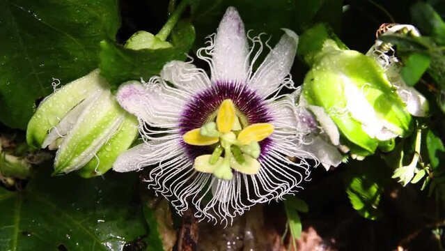 Passion flower, Passiflora Edulis Frederick, wide open flowers oval petals arranged in ring, white with purple tips, at the base of the stamens are purple, wavy filaments, fragrant, ivy. Thailand.
