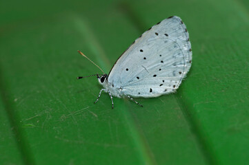 Closeup on the Holly blue butterfly, Celastrina argiolus, with closed wings in the garden