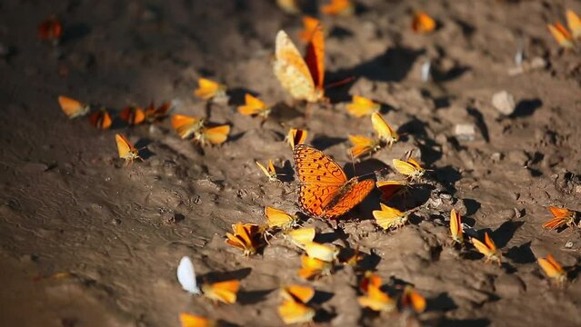 Many butterflies sit on the shore of a pond, drinking water. Orange butterflies in a large cluster.