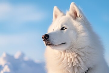 Obraz premium Portrait of Samoyed dog on the background of blue sky