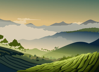 Landscape of tea plantation view during foggy morning.