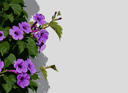 Purple trumpet vine flowers on wall.