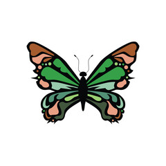 Vector of butterfly insect animal illustration