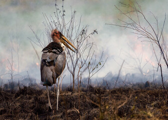 Marabou stork in the burning field