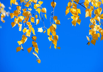 Autumn background-yellow birch leaves in the city Park
