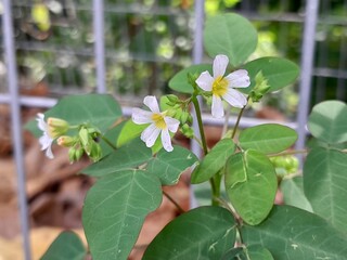 Beautiful white flowers next to the terrace fence.