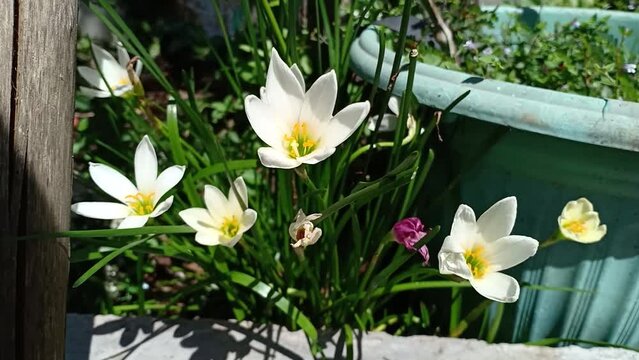 Beautiful white Zephyranthes candida flower view