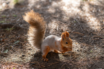 Naklejka na ściany i meble A beautiful red squirrel eats nuts in the forest. A squirrel with a fluffy tail sits and eats nuts close-up. Slow motion video