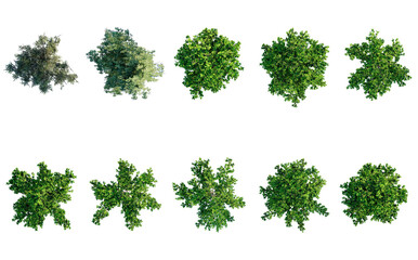tree top view plant landscape architecture nature garden aerial render. trees branch isolate collection illustration environment green botany urban bush park. tree architecture conifer decorative.