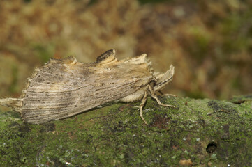 Closeup on the Pale Prominent moth,Pterostoma palpina, with it's remarkable snout