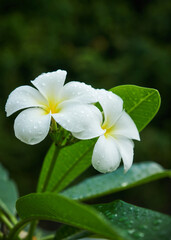 Frangipani flower, is a group of plants in the genus Plumeria. 
