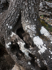 Raices de arbol grande