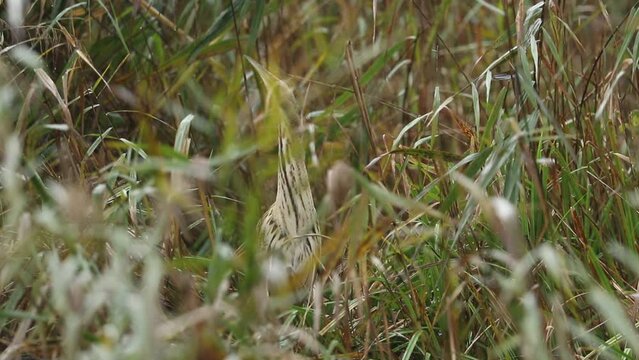 A rare hunting Bittern, Botaurus stellaris, searching for food in a reedbed at the edge of a lake.