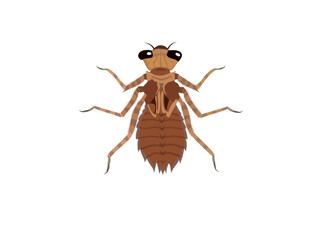 dragonfly larva on a white background.