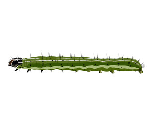 Brown Fall Armyworm on a white background.