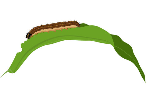Brown Fall Armyworm on a white background.