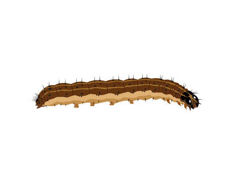 Brown Fall Armyworm on a white background.