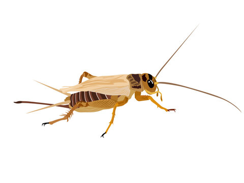 Grylloidea on a white background.