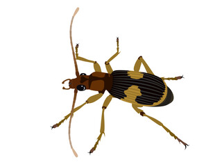 Blister beetle on a white background.