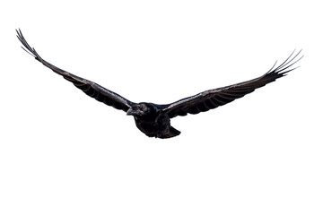 Flying crow. Isolated image. White background. Northern Raven. (Corvus corax)