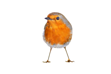 Isolated bird. Cute bird robin. White background. European Robin. Erithacus rubecula.