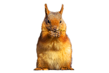 Cute squirrel. Isolated image. White background.Caucasian Squirrel. Sciurus anomalus.