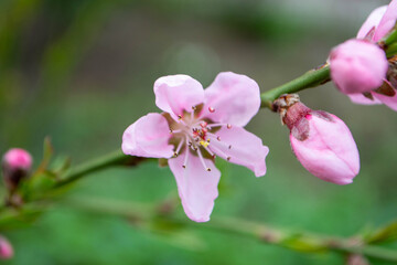 Naklejka na ściany i meble Beautiful Pink Sakura flowers, cherry blossom during springtime against blue sky