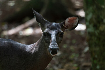 Siervo en la selva, reserva de venado en yucatán méxico.
venado mirando hacia la cámara,  