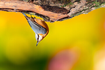 Cute little bird. Impressive clean nature background. Bird: Eurasian Nuthatch. (Sitta europaea).
