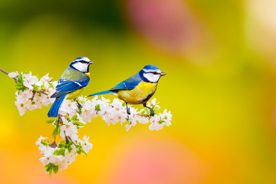 Cute birds in a tree with spring flowers in bloom. White green nature background. Eurasian Blue Tit. Cyanistes caeruleus.