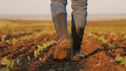 Legs of farmer in rubber boots checking young sprouts walking across field