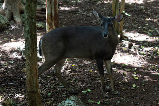 Siervo en la selva, reserva de venado en yucat&aacute;n m&eacute;xico.
venado mirando hacia la c&aacute;mara,  