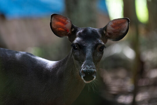 Siervo en la selva, reserva de venado en yucat&aacute;n m&eacute;xico.
venado mirando hacia la c&aacute;mara,  