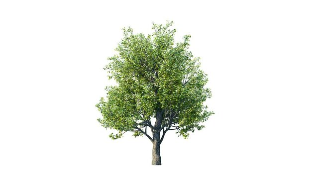 Trees grow from small to big. Growing tree on transparency background. 3D realistic summer tree. Wind blowing leaves moving.