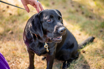 Portrait of a black Labrador dog sitting against the backdrop of the park next to its owner.
