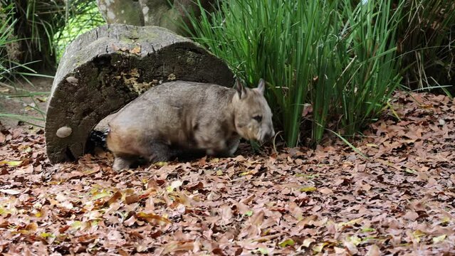 Wombat walking gracefully on a bed of dry leaves.